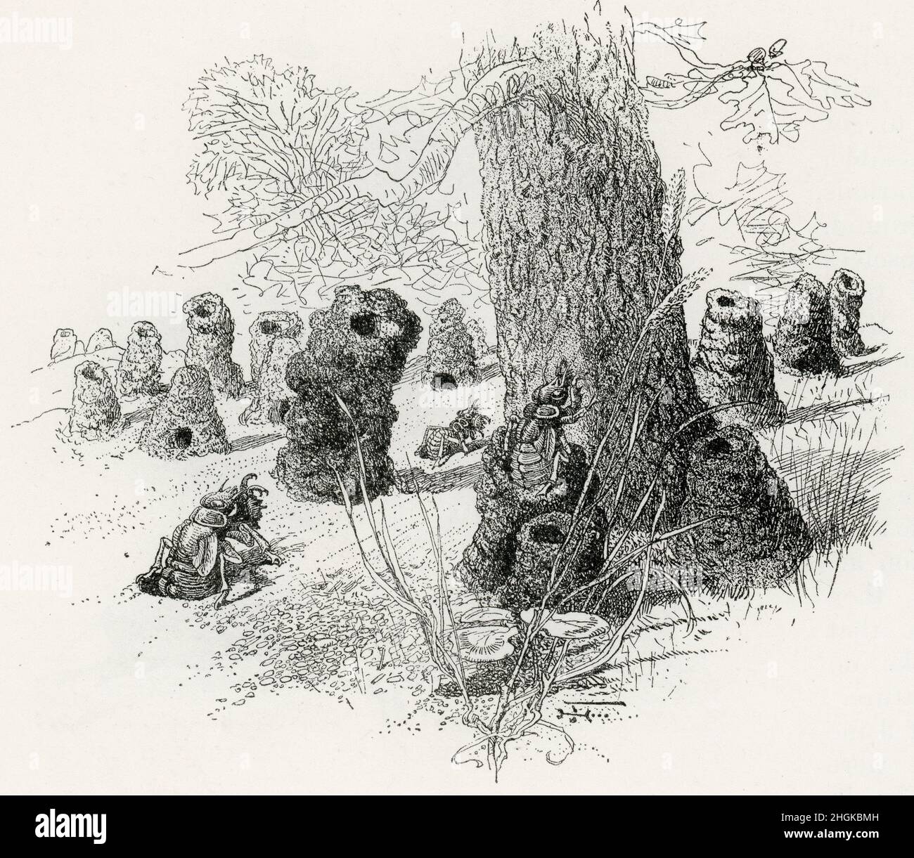 Cicada ville de huttes de boue ou tourelles Banque D'Images