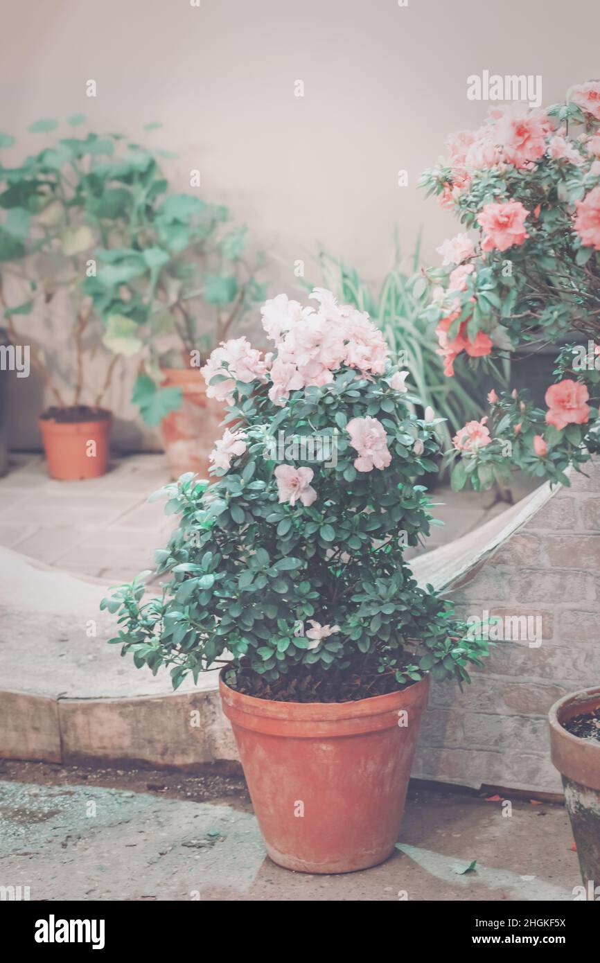 Azalea en fleurs dans un pot de fleurs.Rhododendron, fleurs d'azalée rose japonaise, azalée en pot.Virage vintage. Banque D'Images