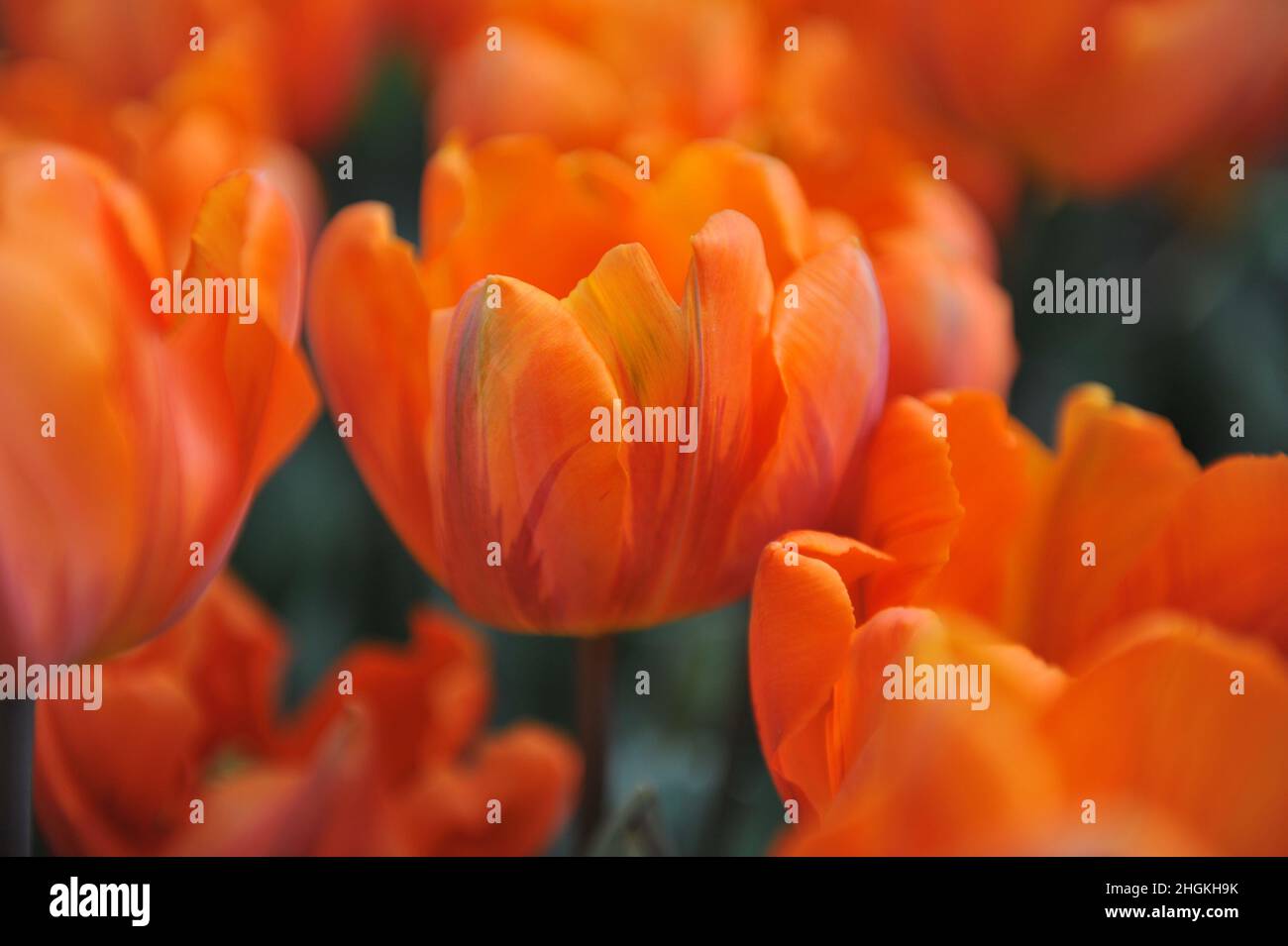 Tulipes de Triumph d'orange (Tulipa) l'Hermitage fleurit dans un jardin en avril Banque D'Images