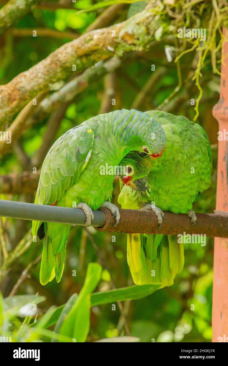 Perroquets de couleur rouge (Amazona autumnalis) perchés et prégnants près d'une maison d'oiseaux faite par un homme Banque D'Images