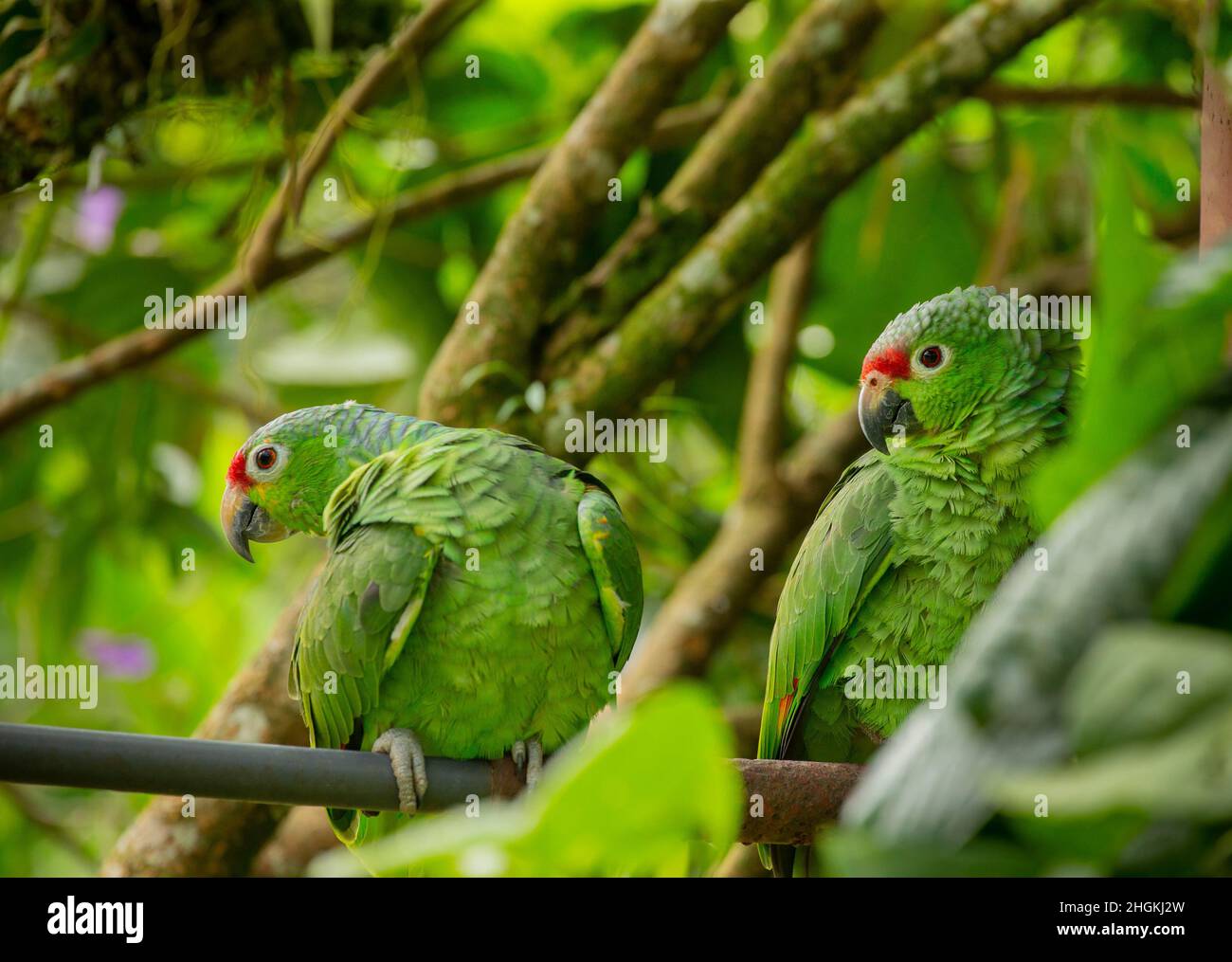 Paire de perroquets rouges (Amazona automnalis), perchés Banque D'Images