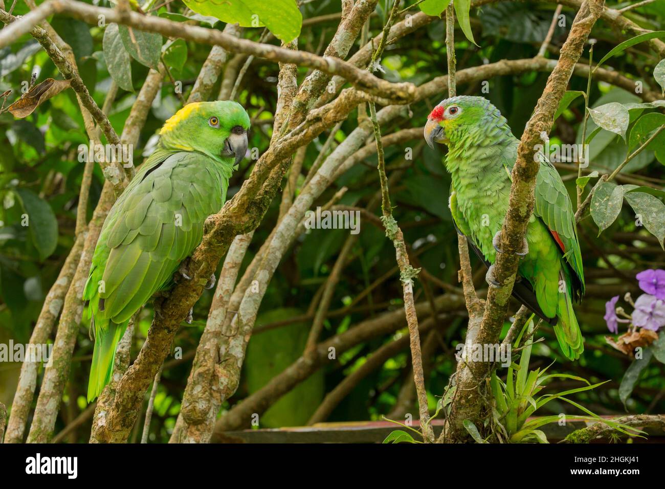 Parrot à nain jaune (Amazona auropalliata) et Parron rouge (Amazona autumnalis) perchés sur une branche face à face Banque D'Images
