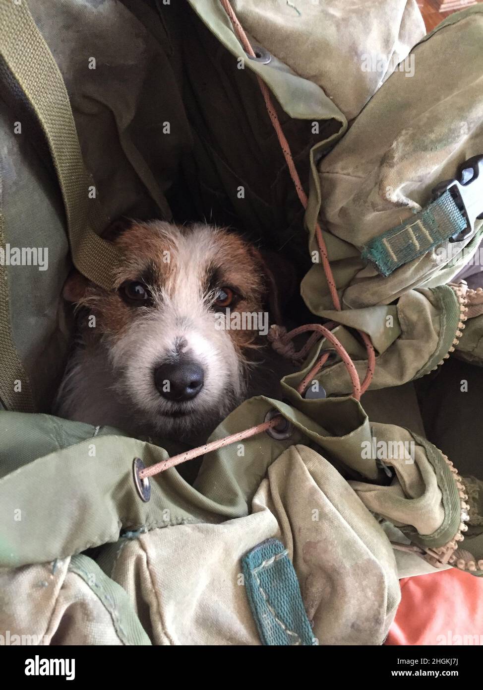 Chien dans un sac Banque de photographies et d’images à haute résolution Alamy
