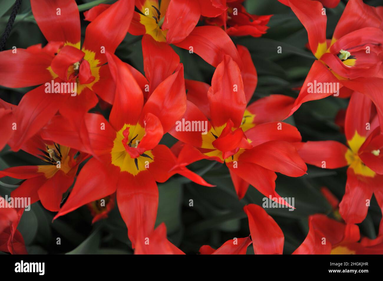 Tulipes rouges à fleurs de nénuphars (Tulipa) Istanbul fleurissent dans un jardin en avril Banque D'Images