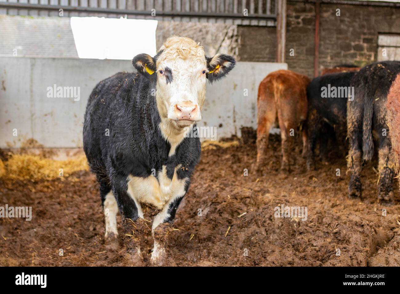 Bovins de boucherie bétail dans une ferme de Matefen Northumberland Banque D'Images
