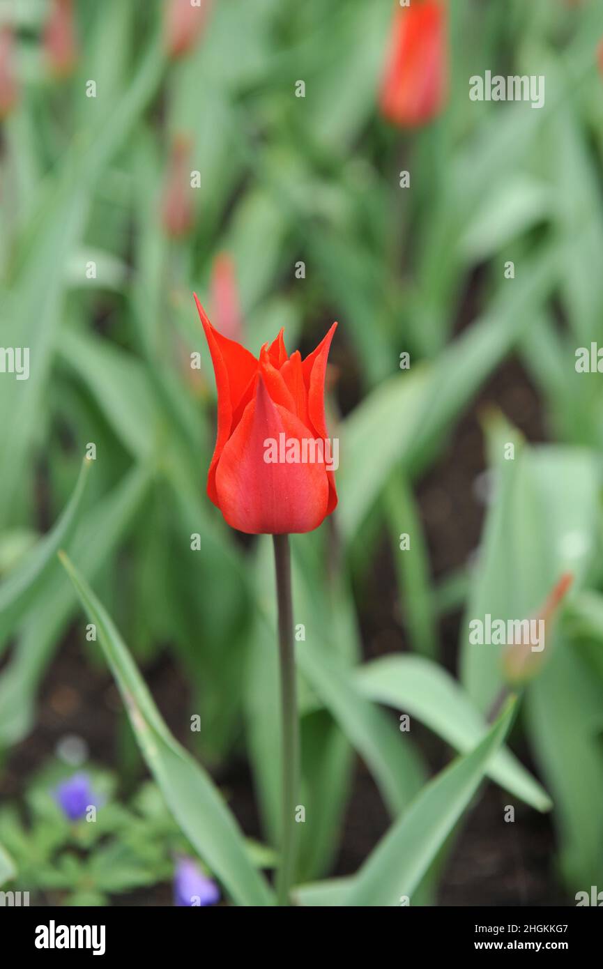 Tulipes rouges à fleurs de nénuphars (Tulipa) Jane Packer fleurit dans un jardin en avril Banque D'Images