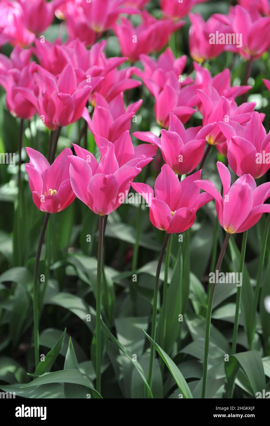 Tulipes roses à fleurs de nénuphars (Tulipa) le jazz fleurit dans un jardin en avril Banque D'Images