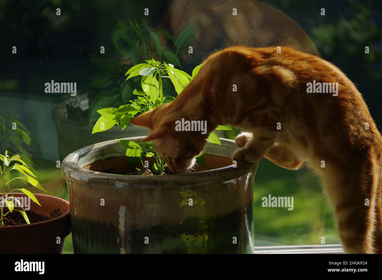 Un joli chat de tabby au gingembre explorant un arbre et une plante Banque D'Images