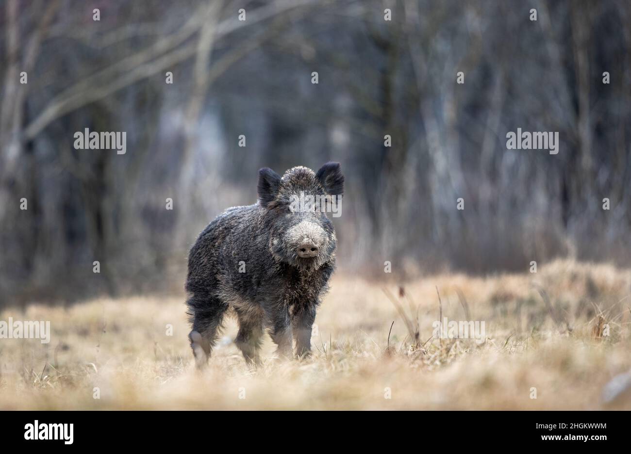 Sanglier (sus scrofa ferus) marchant dans la forêt en hiver par temps froid.Faune dans l'habitat naturel Banque D'Images