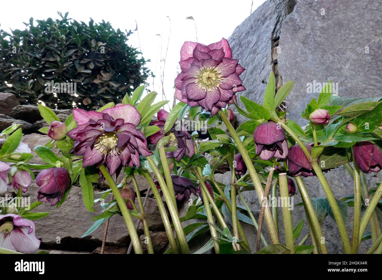 Schneerose, Christrose oder Schwarze Nieswurz (Helleborus niger) Banque D'Images