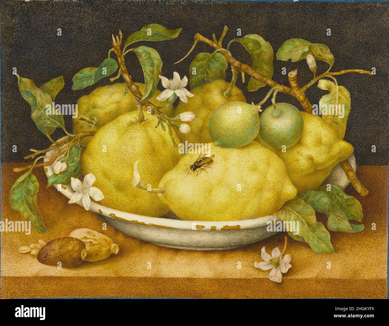 Still Life avec bol de citrons - 1640c.- tempera sur pergamena 27,6 x 35,6 cm - Garzoni Giovanna Banque D'Images