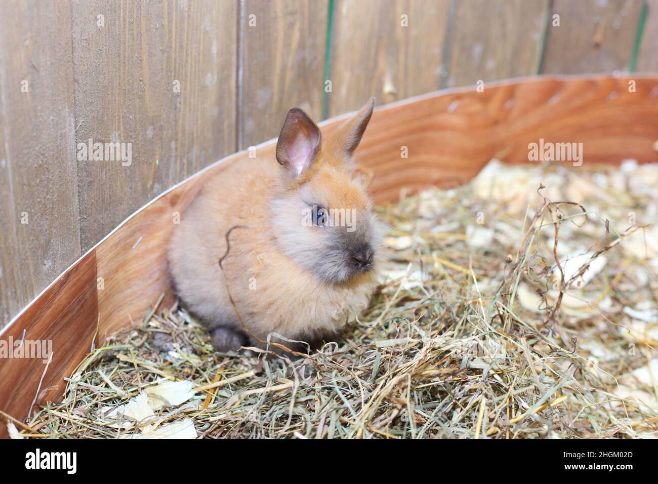 joli petit lapin rose mignon Banque D'Images