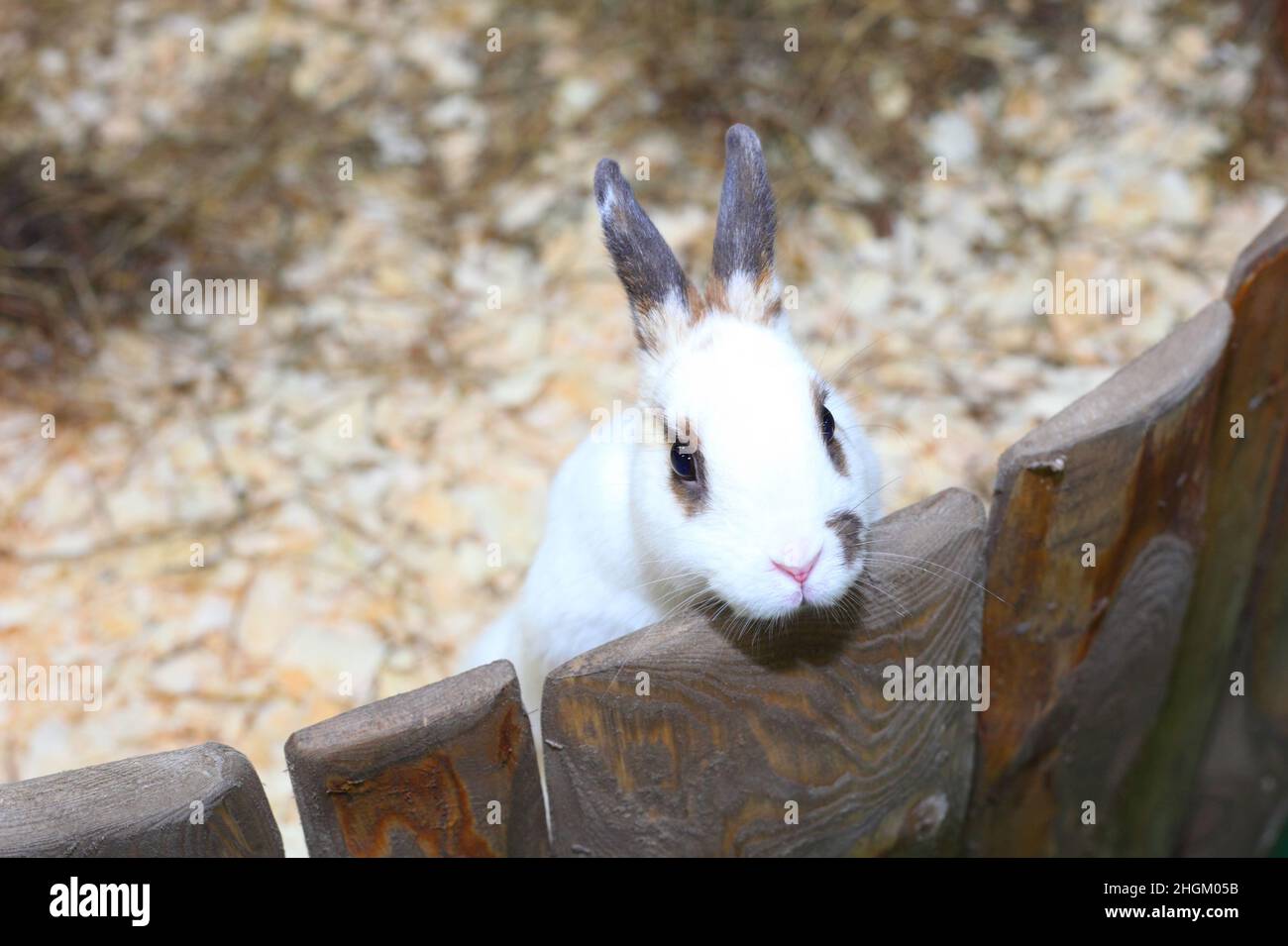joli petit lapin blanc mignon Banque D'Images