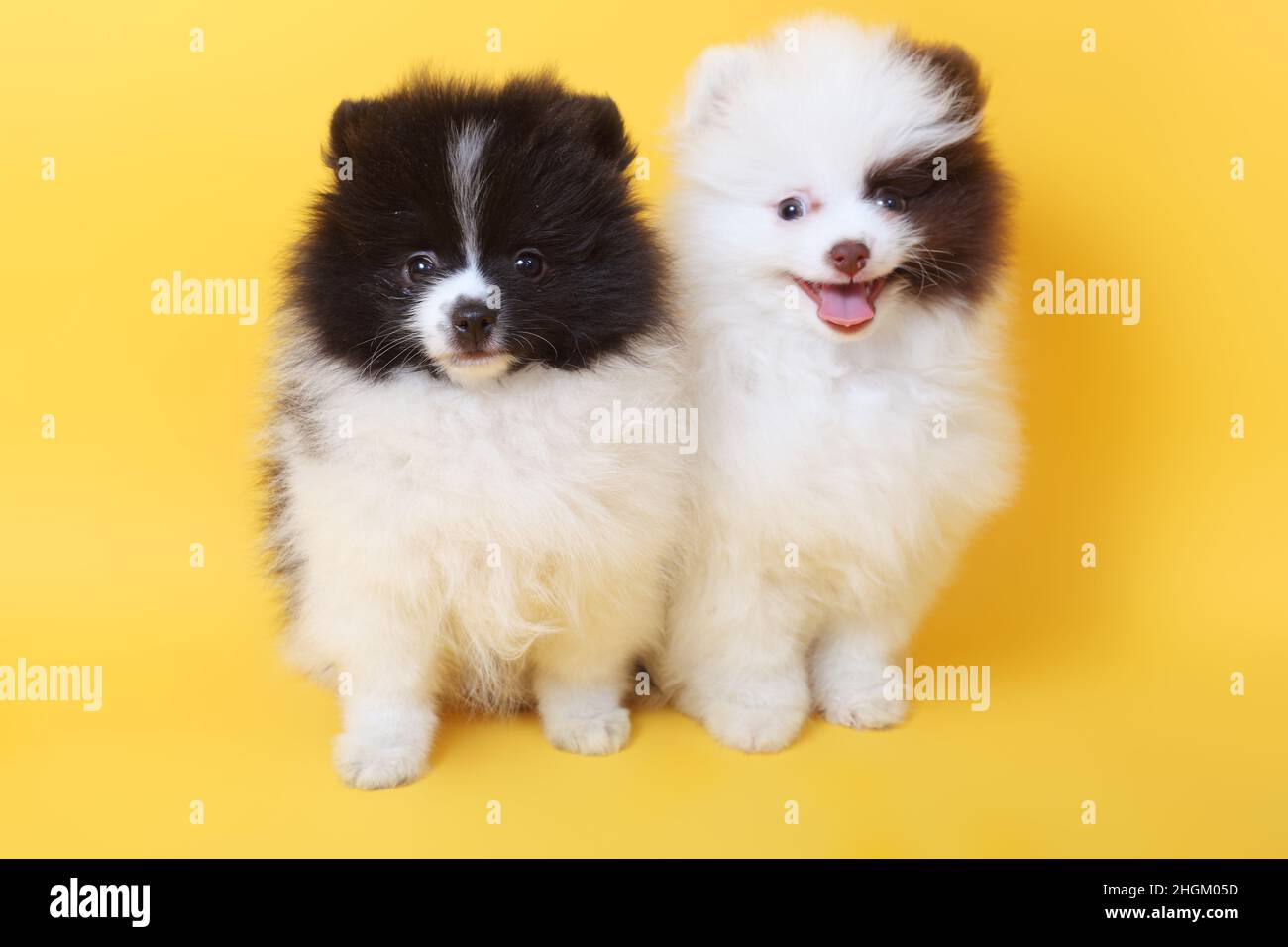 chiots merry mignon little spitz Banque D'Images