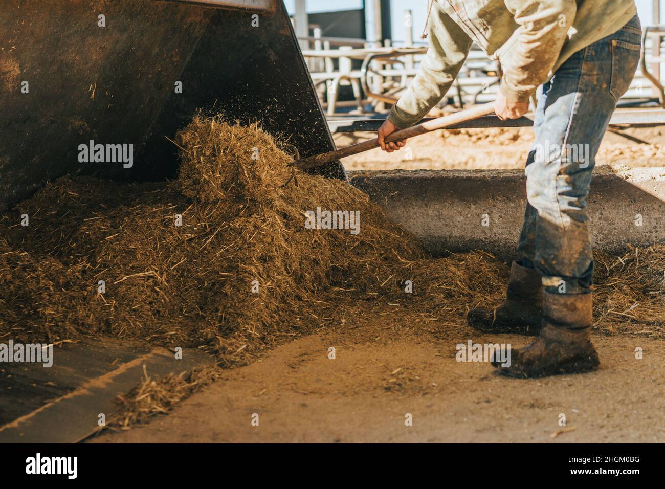 le travailleur utilise la fourche pour répartir le foin déposé sur la pelle d'un tracteur. Banque D'Images