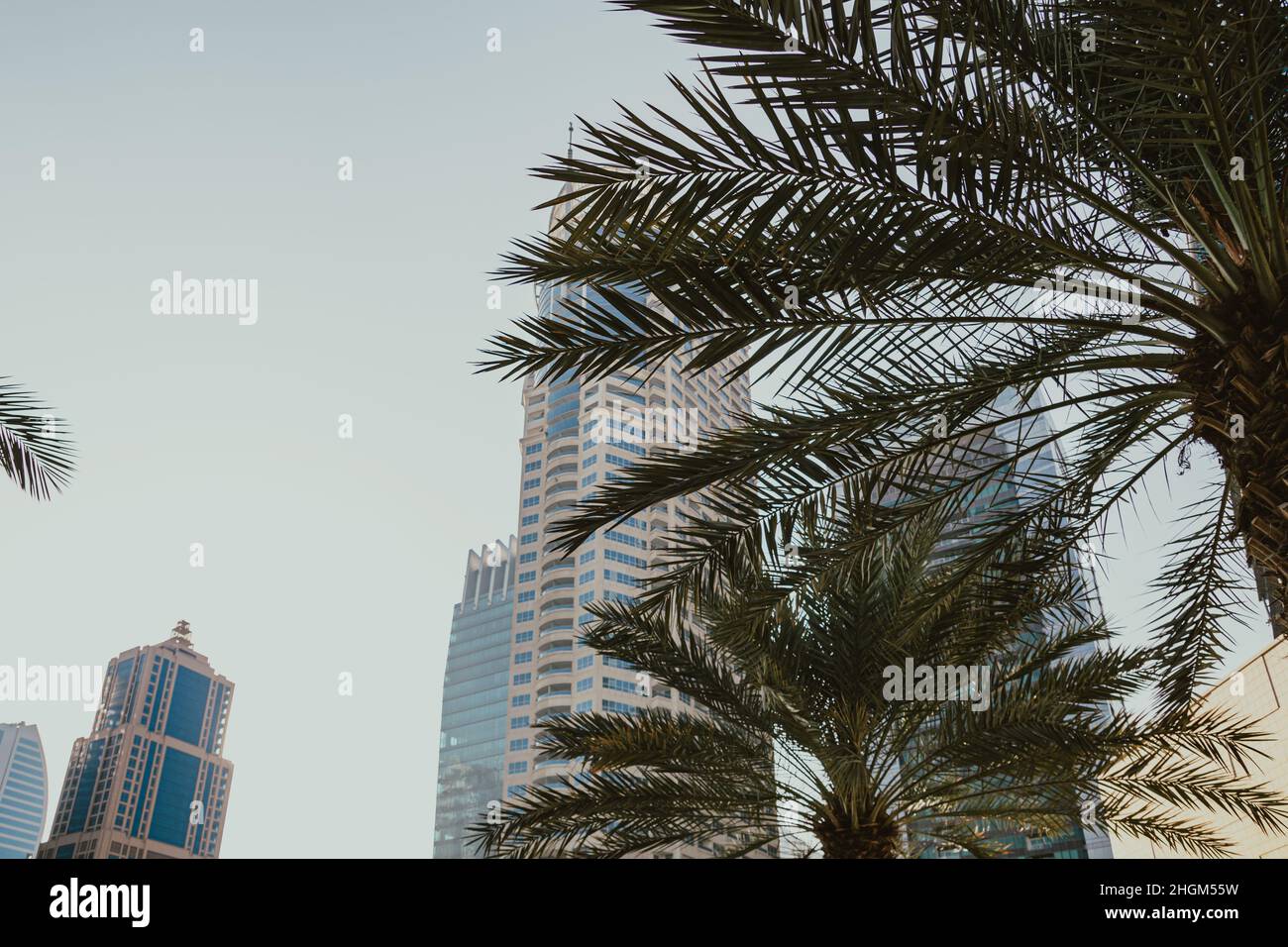 Tour d'affaires moderne de jour avec gratte-ciel et bâtiment résidentiel avec ciel bleu et palmier Banque D'Images