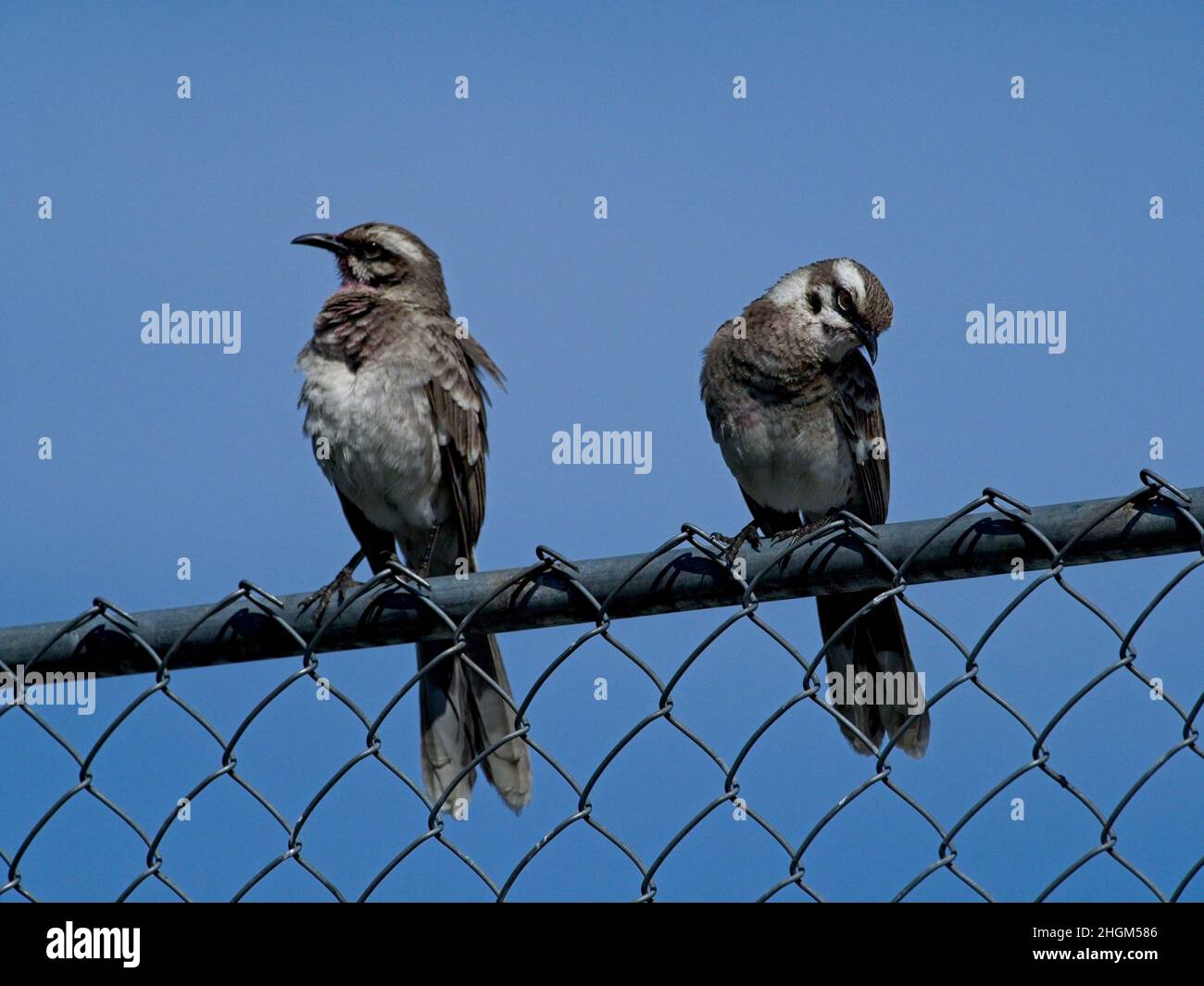 Gros plan de deux Mockingbirds à longue queue (Mimus longicaudatus) perchés sur une clôture en fil de fer sur fond bleu Vilcabamba Equateur. Banque D'Images