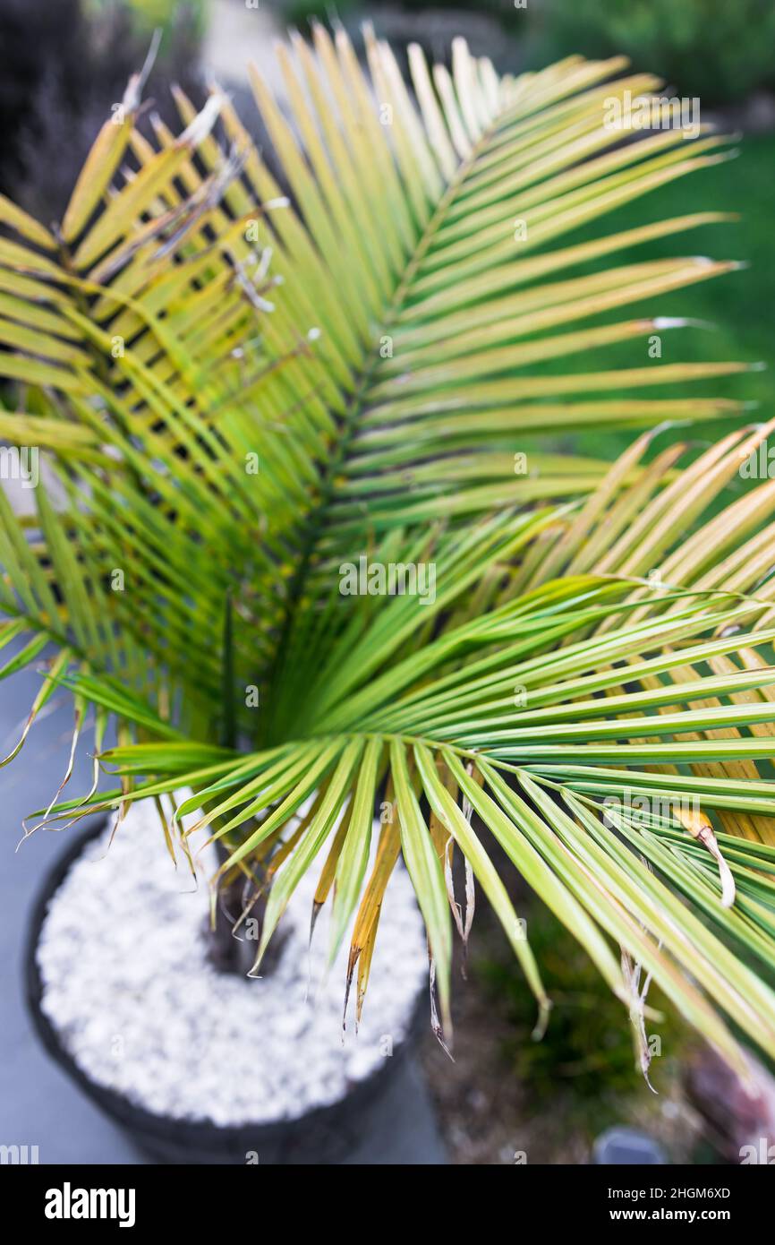 Gros plan de Ravenea rivularis majesty palmier avec des feuilles  luxuriantes en plein air dans la cour ensoleillée tourné à faible  profondeur de champ Photo Stock - Alamy
