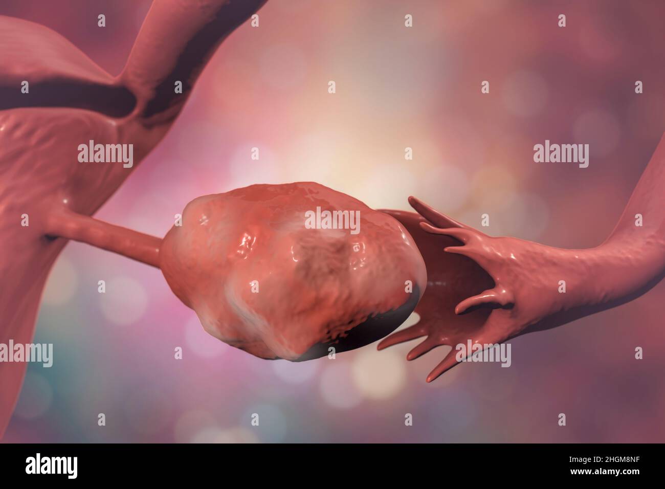 Ovaire sain et trompe de Fallope, illustration Banque D'Images