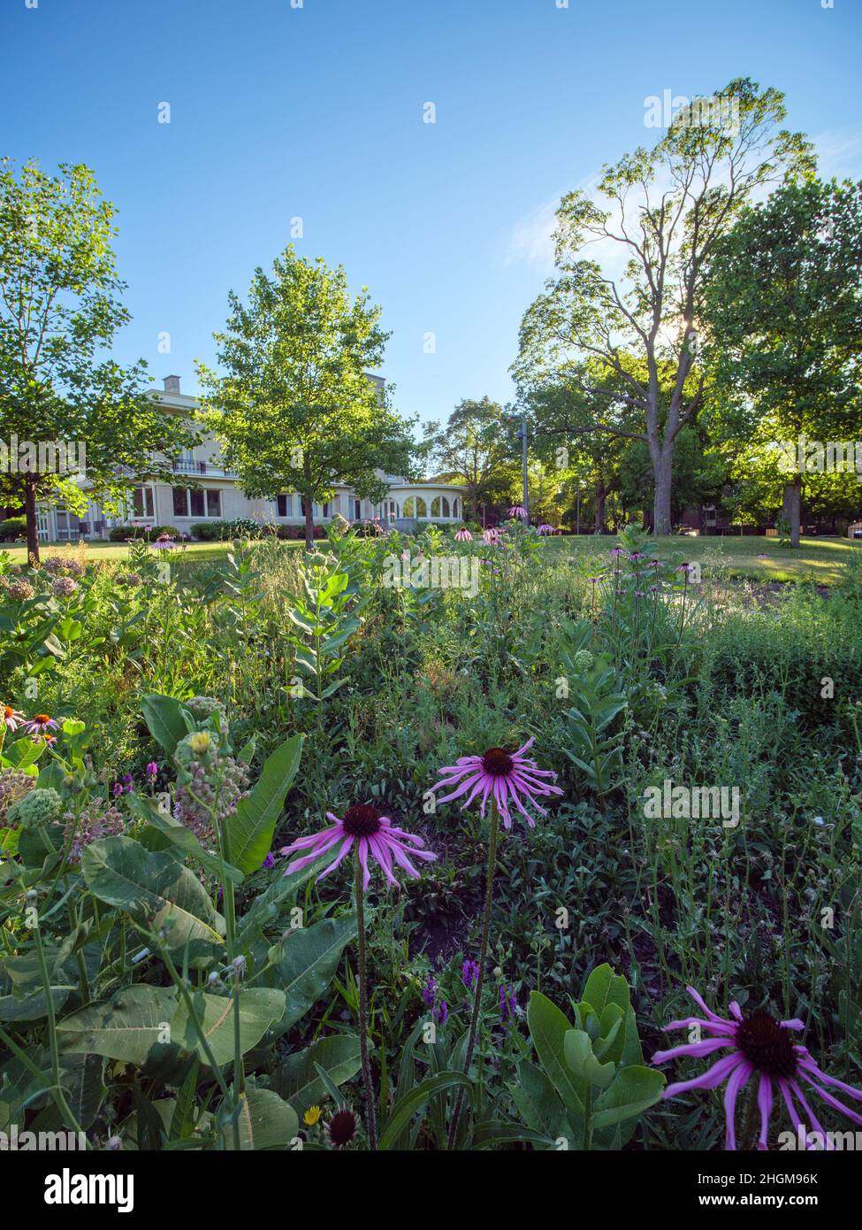 Mills Park jardin de fleurs sauvages avec des coneflowers pourpres et agréable maison.Oak Park, Illinois. Banque D'Images