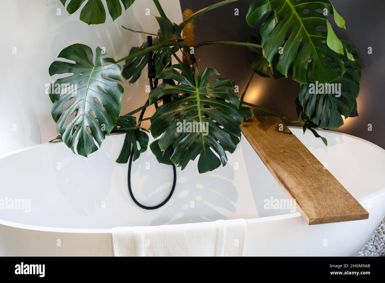 Un fragment de l'intérieur avec des plantes d'intérieur en pot et des palmiers.Jardinage à la maison.Les plantes de maison et la jungle urbaine concept. Banque D'Images
