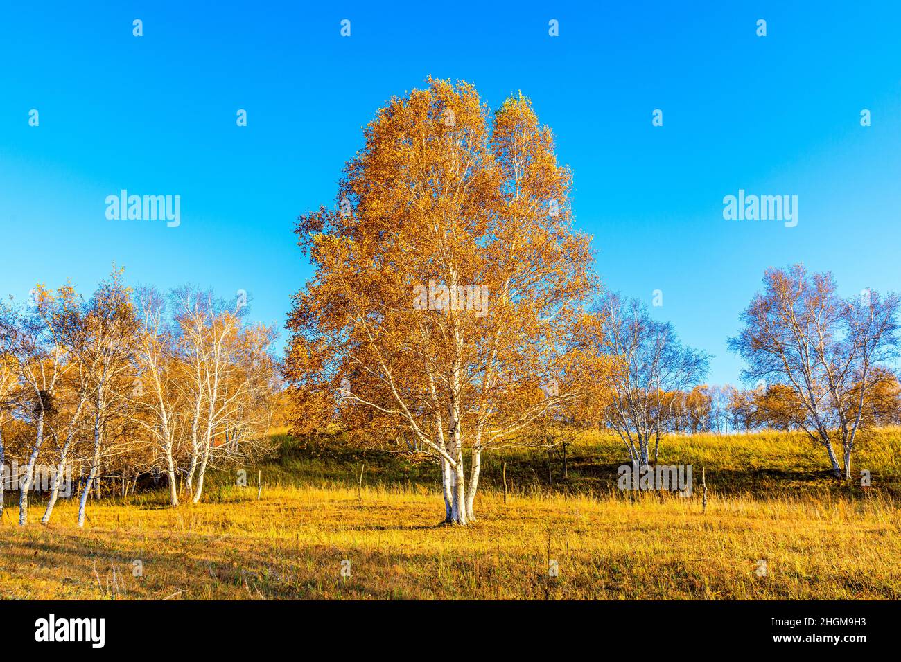 Magnifique paysage de bouleau en automne.arbre et feuilles d'automne. Banque D'Images