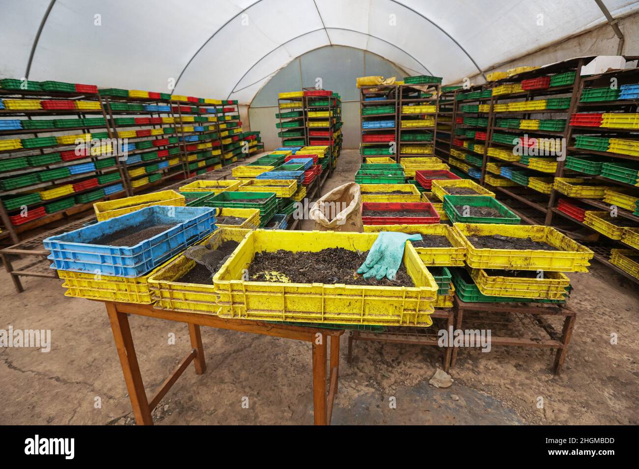 Comté de Kiambu, Kenya.19th janvier 2022.Caisses avec différentes étapes de Black Soldier mouche instar à la ferme dans le Lower Kabete.Zihanga (Zero Hunger) est une ferme de recyclage de déchets organiques tels que les déchets animaux des abattoirs et les déchets alimentaires de marché qui alimentent les déchets des mouches noires de soldat (nom scientifique : Hermetia illucens) à leur tour, produisant des protéines animales et un riche compost organique.La ferme emploie 6 jeunes hommes et offre des formations aux agriculteurs sur l'élevage de la mouche du soldat noir.(Photo de Boniface Muthoni/SOPA Images/Sipa USA) Credit: SIPA USA/Alay Live News Banque D'Images