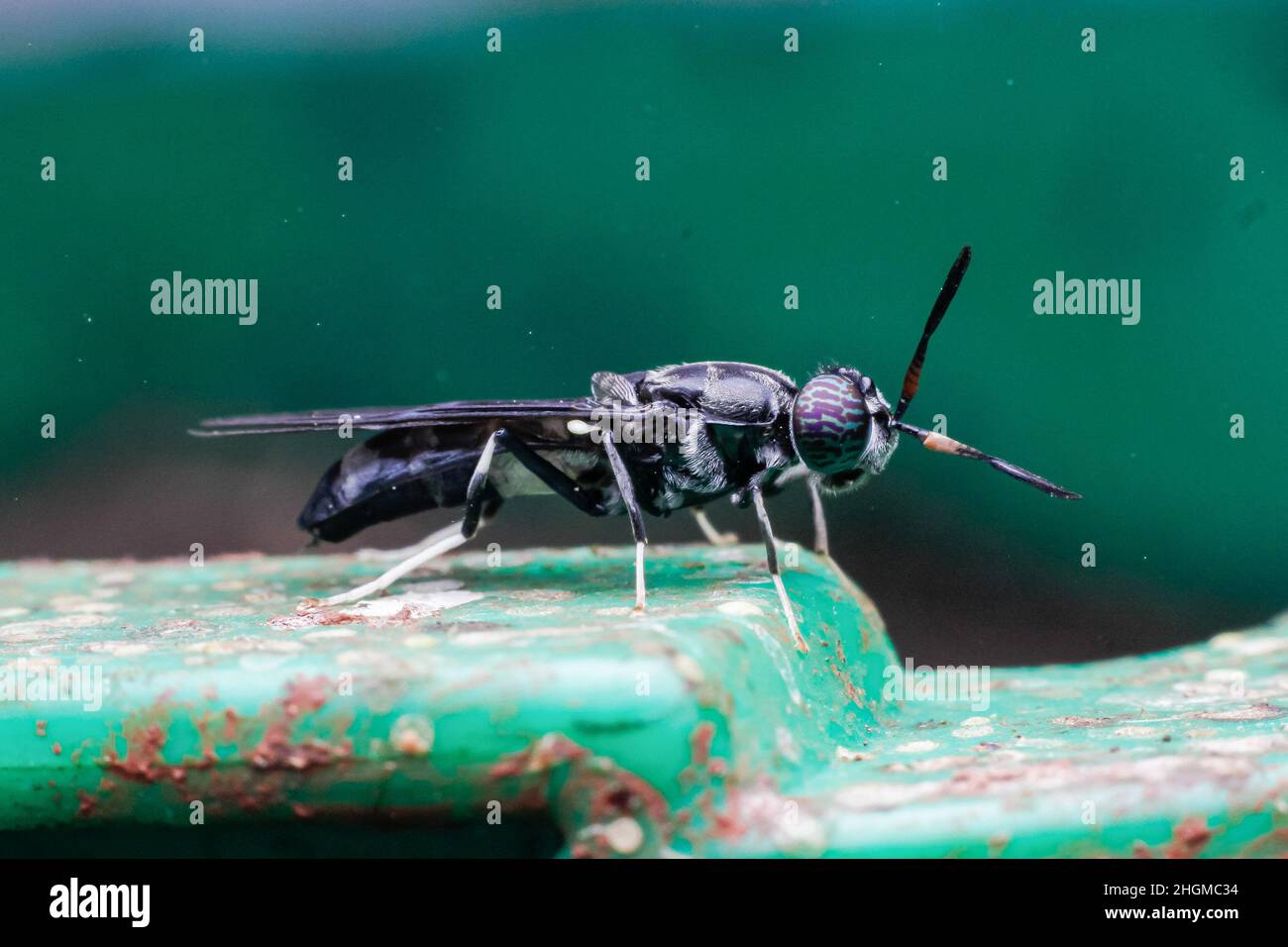 Comté de Kiambu, Kenya.19th janvier 2022.Une mouche de soldat noir adulte vue à la ferme de Basse-Kabete.Zihanga (signifiant faim zéro) est une ferme de recyclage des déchets organiques tels que les déchets animaux des abattoirs et les déchets alimentaires de marché qui alimentent les déchets aux mouches de soldat noir (Nom scientifique :Hermetia illucens) à son tour, produisant des protéines animales et du compost organique riche.La ferme emploie 6 jeunes hommes et offre des formations aux agriculteurs sur l'élevage de la mouche du soldat noir.(Image de crédit : © Boniface Muthoni/SOPA Images via ZUMA Press Wire) Banque D'Images