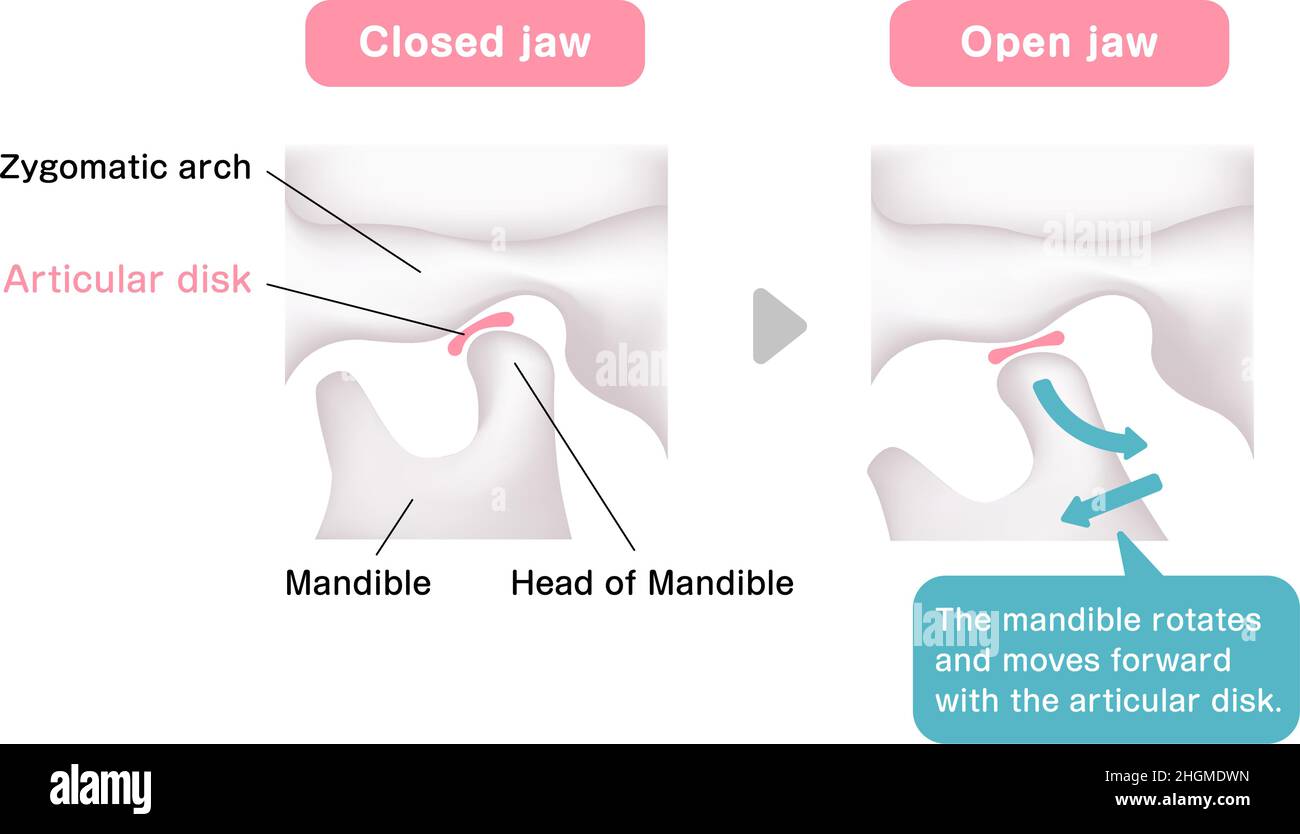 Illustration structurelle lors de l'ouverture et de la fermeture de la mâchoire Illustration de Vecteur