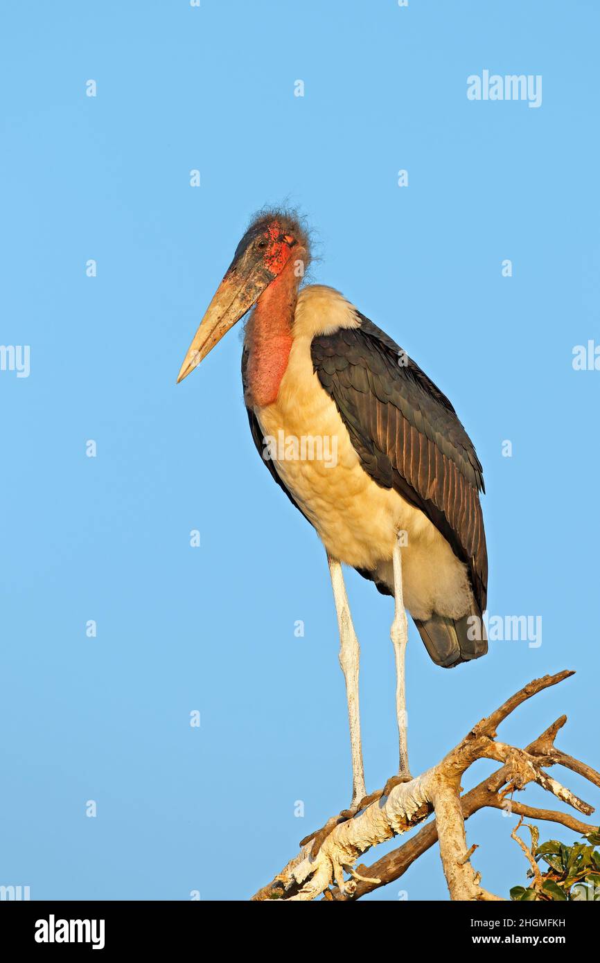 Une cigogne de marabout (Leptoptilos crumeniferus) dans un arbre, Parc national Kruger, Afrique du Sud Banque D'Images