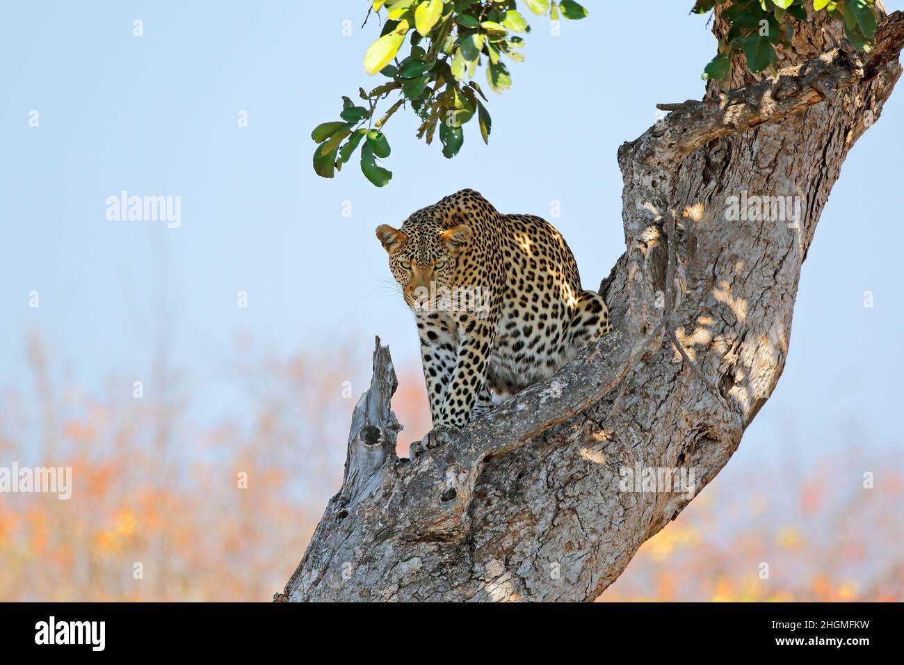 Un léopard (Panthera pardus) assis dans un arbre, parc national Kruger, Afrique du Sud Banque D'Images