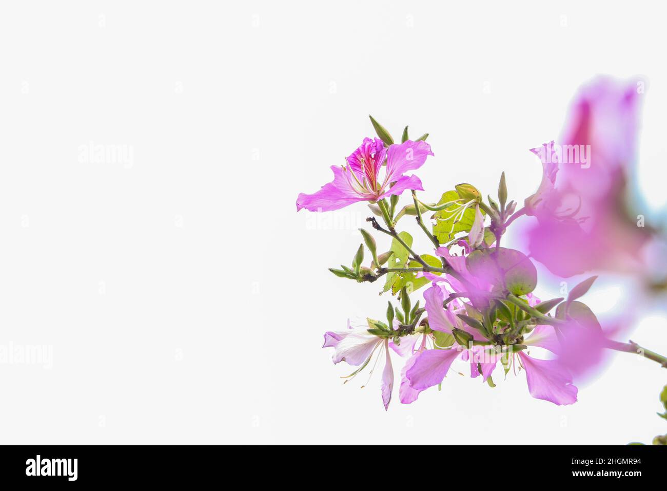 Fleurs de Bauhinia fleurissant au printemps dans le parc. Banque D'Images