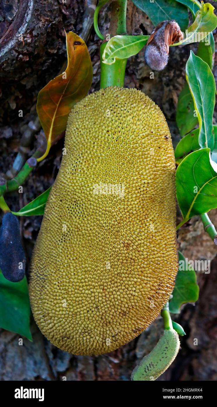 Jackfruit sur arbre (Artocarpus heterophyllus) Banque D'Images