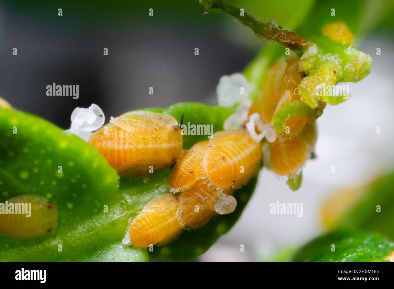 Nymphes asiatiques de psylle d'agrumes sur le pétiole de la feuille de citron.Ce sont des insectes suceurs de sève cellulaire qui sont les vecteurs de la maladie d'écologisation des agrumes. Banque D'Images