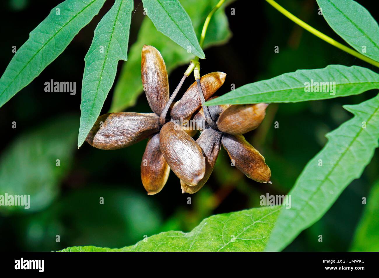 Grimpez les graines de gousse sur la forêt tropicale Banque D'Images