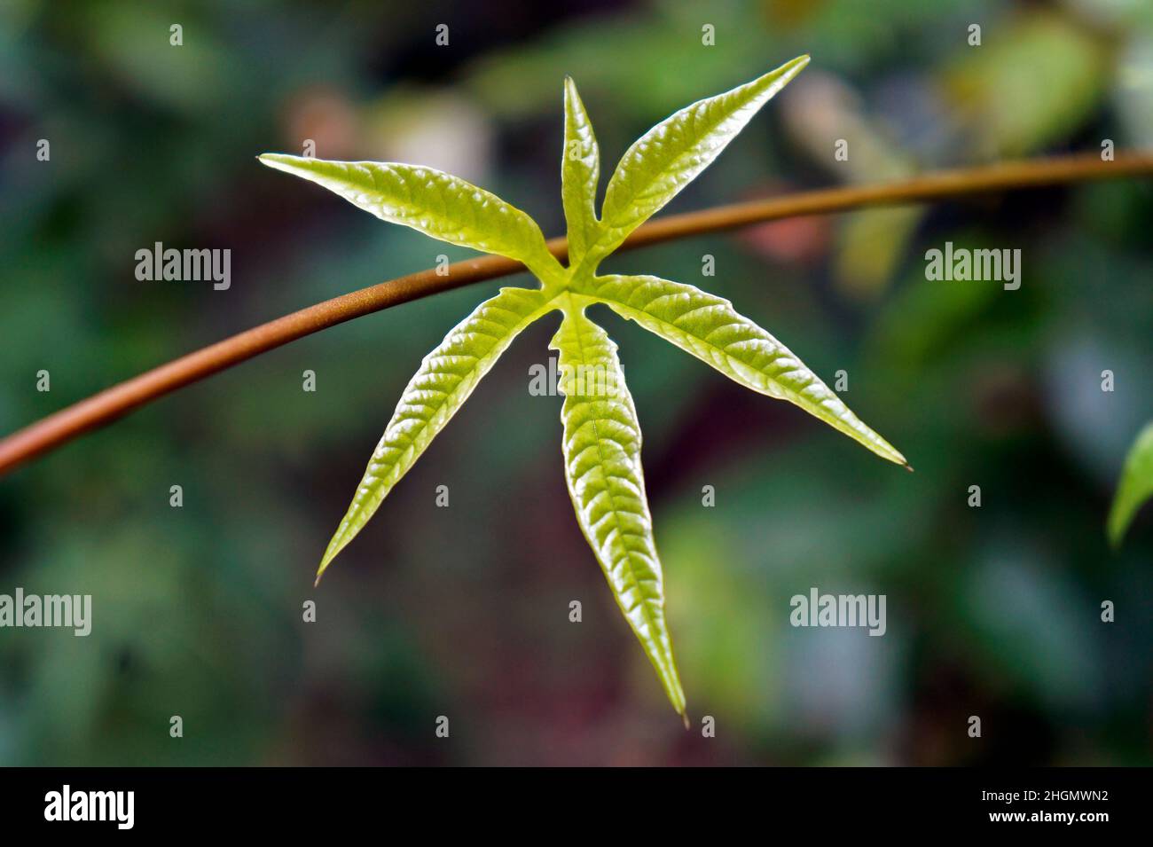 Jeune feuille verte de plante grimpante Banque D'Images