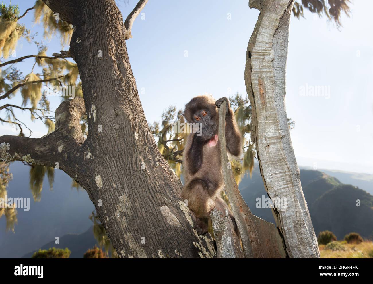 Close up d'un bébé singe Gélada assis dans un arbre, montagnes du Simien, l'Éthiopie. Banque D'Images