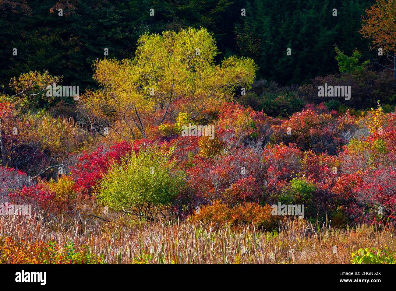 Au bord d’une zone humide et d’un pré de montagne, un épaissis s’est développé pour fournir un habitat faunique dans les Pocono Mountans de Pennsylvanie. Banque D'Images