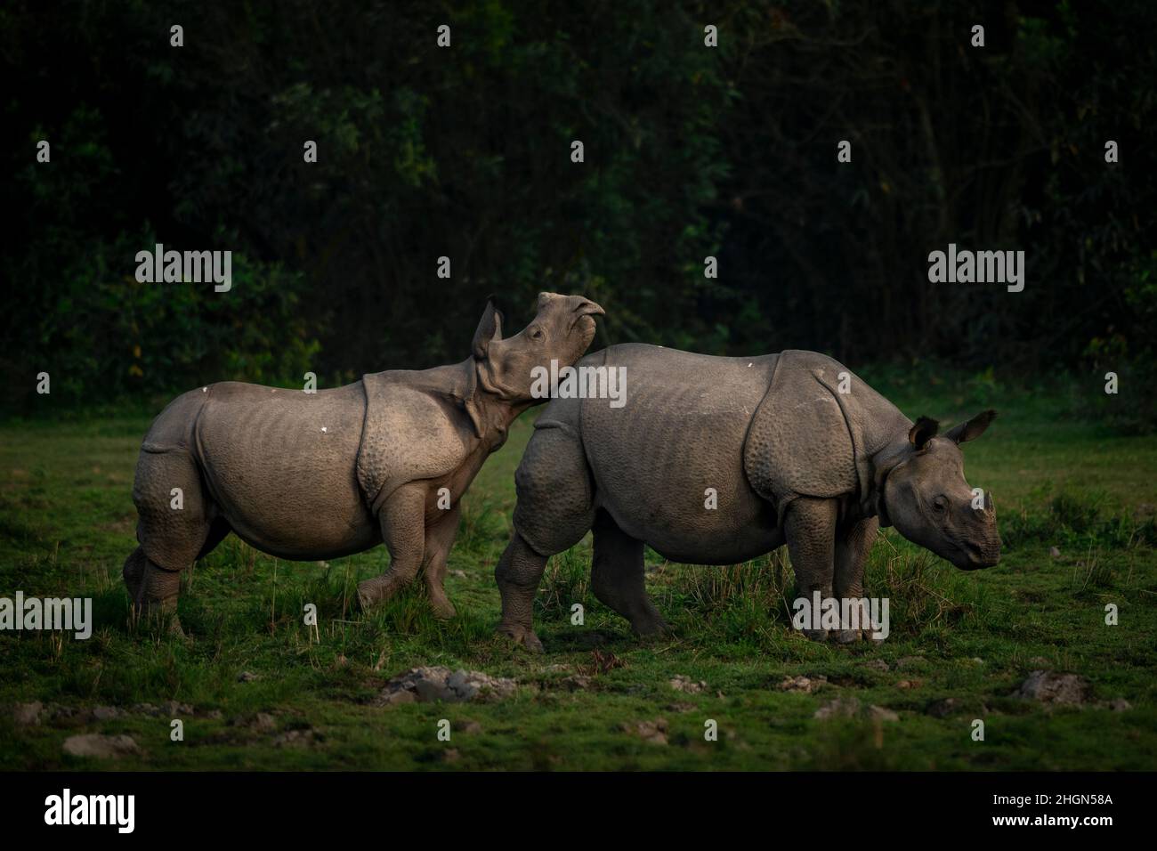 Un veau de rhinocéros joue avec sa mère en fin de soirée au parc national de Kaziranga, Assam, Inde Banque D'Images
