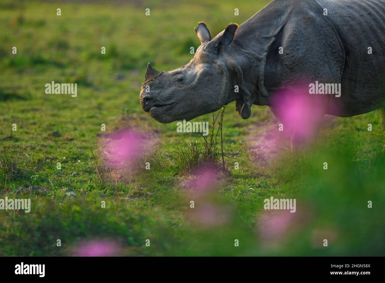 Rhino vu à travers un amas de fleurs d'araignée ou de fleurs de rhinocéros-Dung au parc national de Kaziranga, Assam Banque D'Images