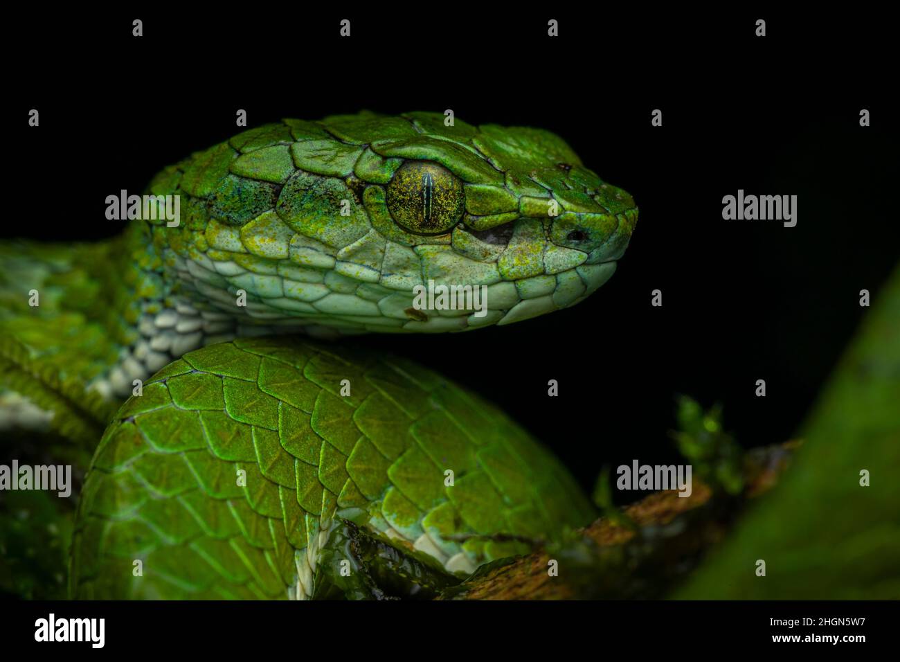 Portrait professionnel en gros plan de la vipère de fosse à grande échelle de Munnar, Kerala, Inde avec un fond noir avec lumière diffuse et sans reflet. Banque D'Images