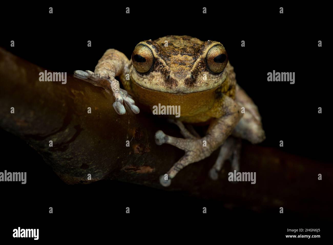 Portrait macro d'un Raorgestes munnarensis en danger critique d'extinction avec un fond noir et un éclairage uniformément diffusé montrant la grenouille perchée Banque D'Images