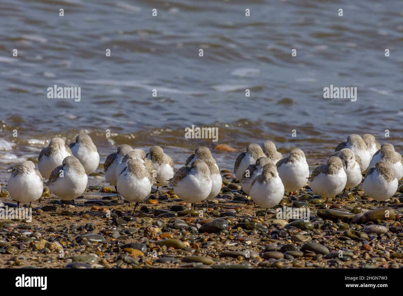 Sleeping Sanderling à Rossall point près de Fleetwood dans Lancashire Banque D'Images