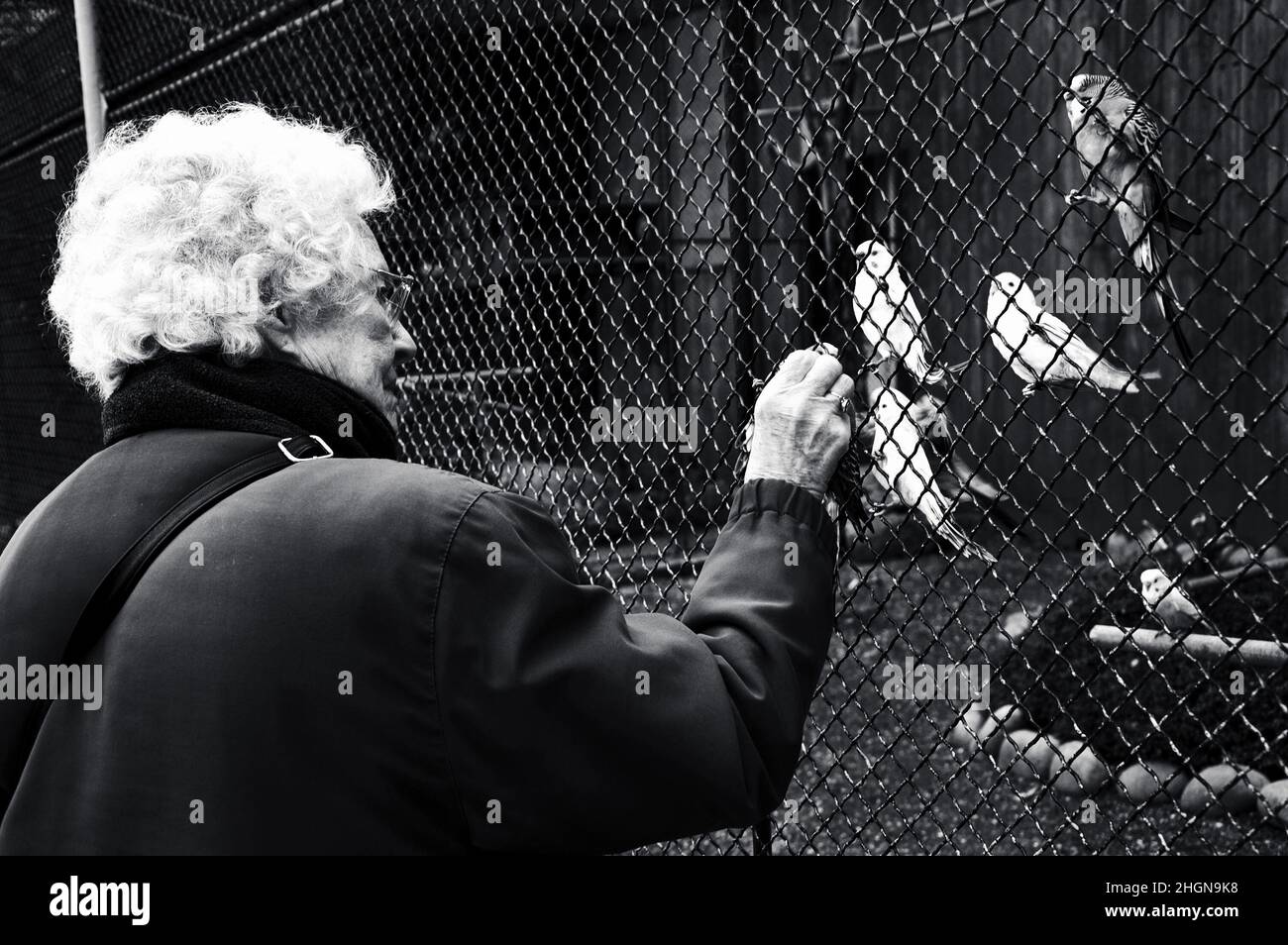 PARIS, FRANCE - le 29 JANVIER 2017 : une dame senior non identifiée qui nourrit des copains au jardin d'Acclimatation (parc d'attractions populaire situé à Bois de Boulog Banque D'Images