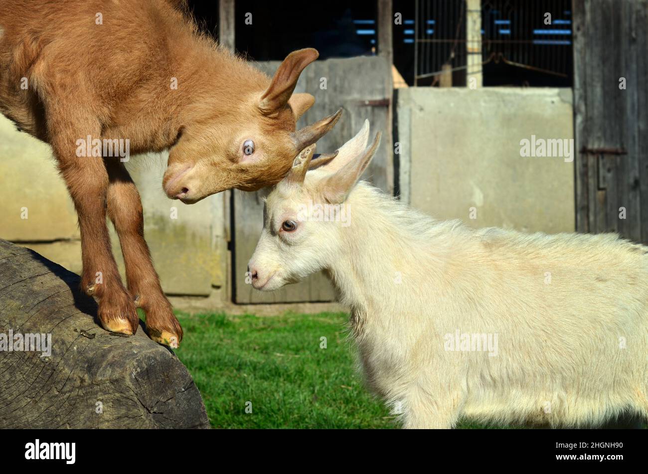 Deux enfants de chèvre jouant sur une ferme biologique durable Banque D'Images
