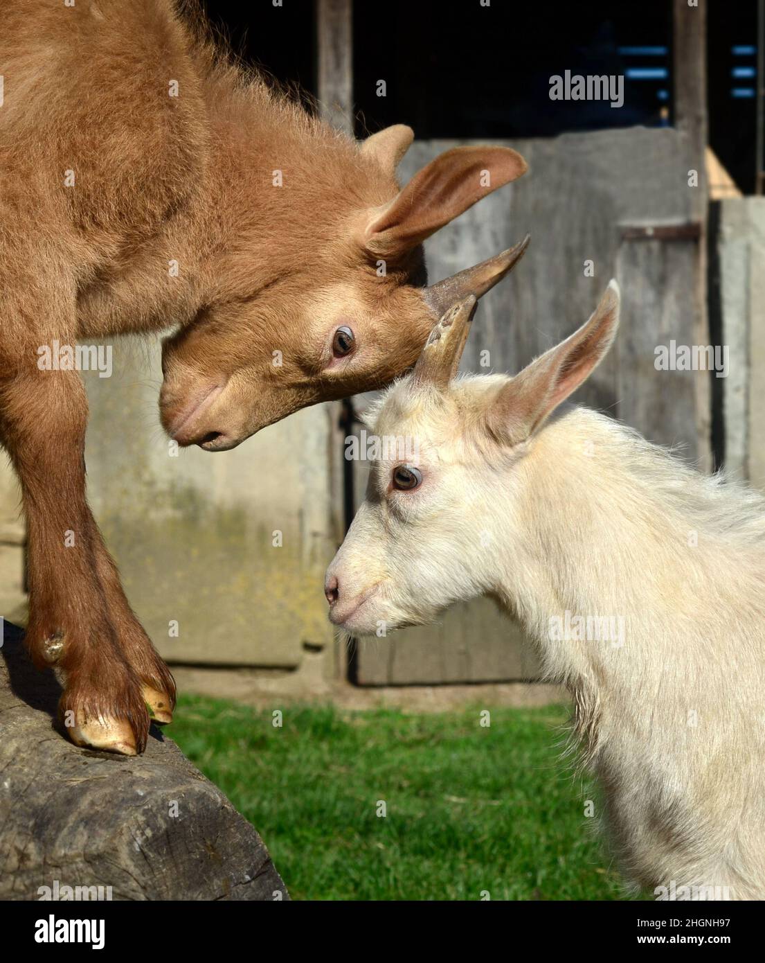 Deux enfants de chèvre jouant sur une ferme biologique durable Banque D'Images