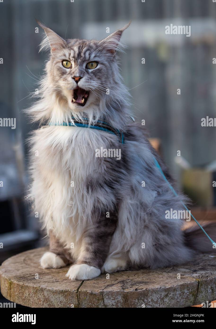 Chat d'animal de compagnie gris avec les yeux de grands chats verts. Banque D'Images