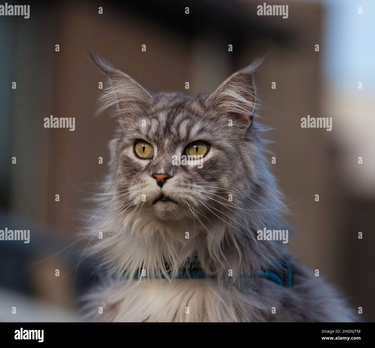 Chat d'animal de compagnie gris avec les yeux de grands chats verts. Banque D'Images