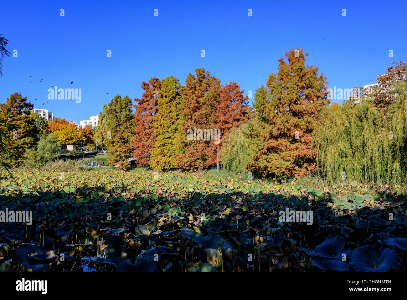 Paysage d'automne avec feuilles vertes séchées de nénuphars (Nymphaeaceae) plantes sur une surface d'eau et des arbres jaunes et oranges dans Circus Park (Parcul Circ Banque D'Images