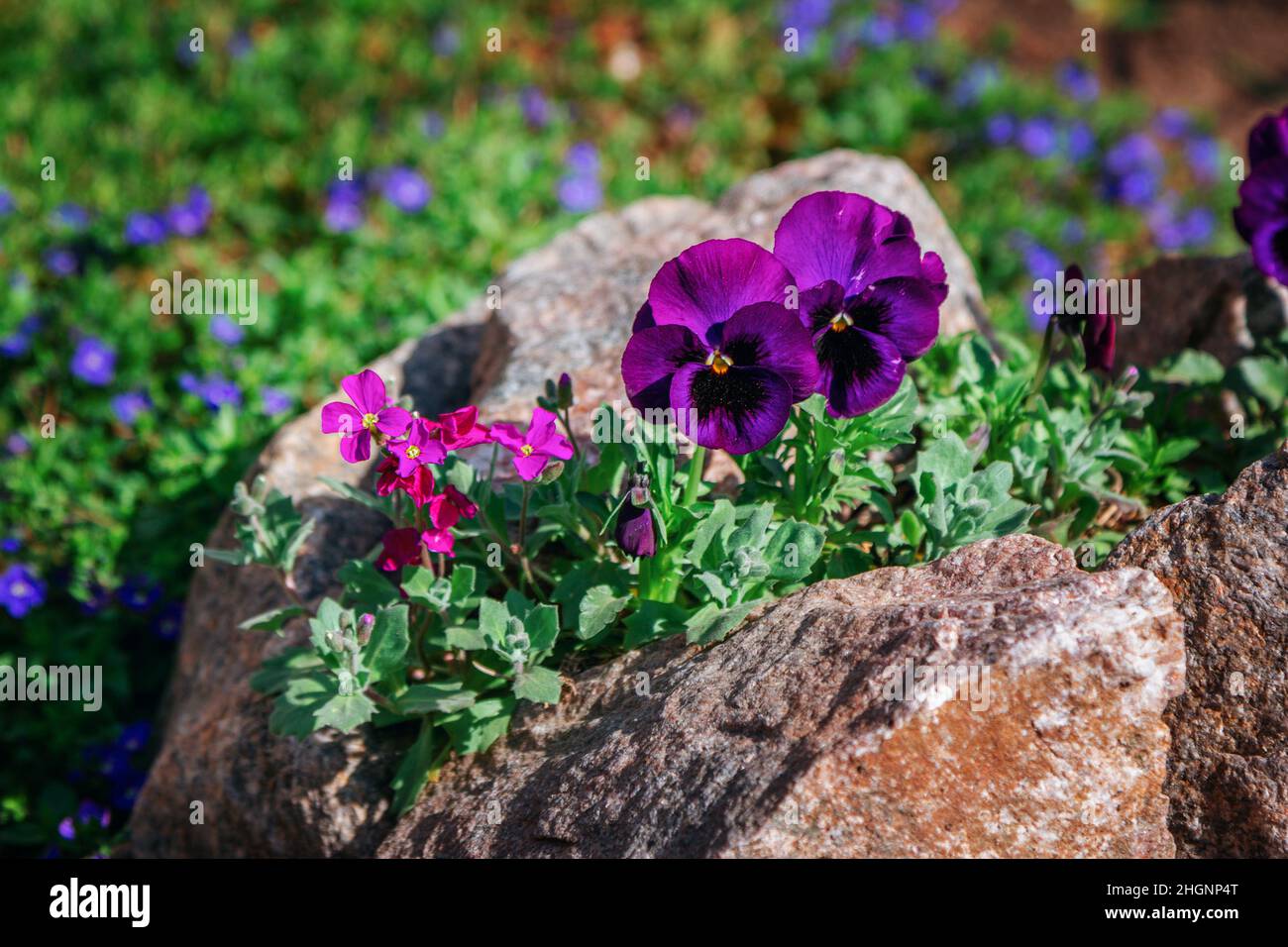 De belles fleurs de violons trincolores, de couleur violet foncé, poussent dans le jardin.Nature printanière en fleur. Banque D'Images